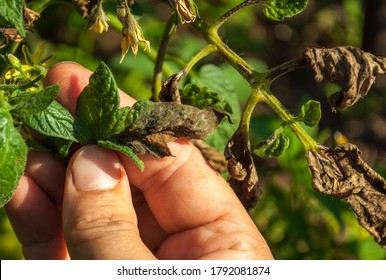 Tomato Blight Images Stock Photos Vectors Shutterstock