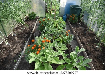tomato, eggplant, pepper and tagetes plants grow in a polycarbonate greenhouse in summer