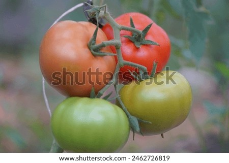 Similar – Tomate gesund Gewächshaus