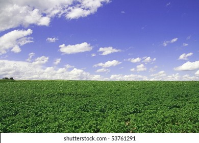 Tomato Field