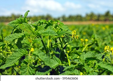 Tomato Field Close Up