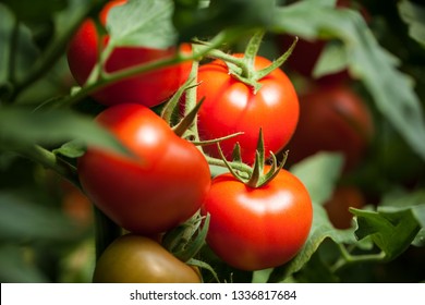 Tomato Field - Italian Food