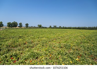 Tomato Field On Summer Day