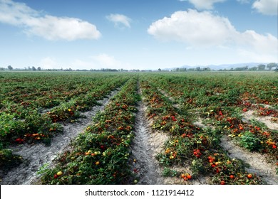 トマト畑 の画像 写真素材 ベクター画像 Shutterstock