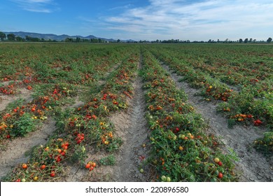 Tomato Field On Summer Day