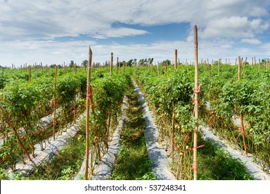 Tomato Field On Summer Day.