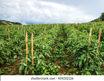 トマト畑 の画像 写真素材 ベクター画像 Shutterstock