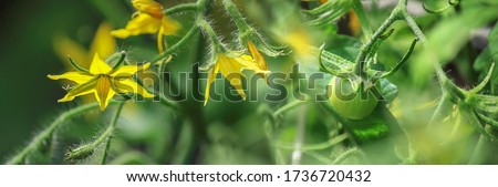 Tomato, flowering plant, yellow flowers. Abundant flowering, agriculture. Garden plant of the Solanaceae family. Field or home gardening. Horizontal banner