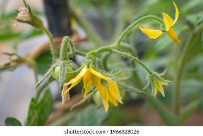 Tomate Del Bebe Imagenes Fotos De Stock Y Vectores Shutterstock