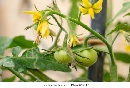 Tomate Del Bebe Imagenes Fotos De Stock Y Vectores Shutterstock