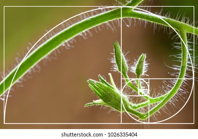 Tomato Flowers On Blurred Natural Background. Spiral Arrangement In Nature. Illustration Of Fibonacci Sequence. Golden Ratio Concept