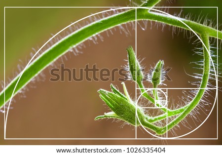 Tomato flowers on blurred natural background. Spiral arrangement in nature. Illustration of Fibonacci sequence. Golden Ratio concept