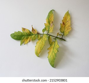 Tomato Foliage With A Nutrient Deficiency