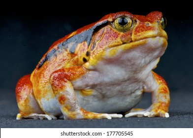 Tomato Frog / Dyscophus Guineti