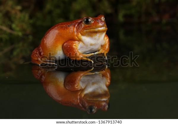 Tomato\
frogs are from the subfamily Dyscophinae. They are endemic to\
Madagascar. Puffing their body when in\
danger.