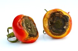 Tomato Fruit Affected By Blackened Fruit End - Due To Blossom End Rot, Which Signals A Calcium Deficiency. Uneven Watering Practices, Nitrogen, And Temperature Fluctuations Are Contributing Factors.
