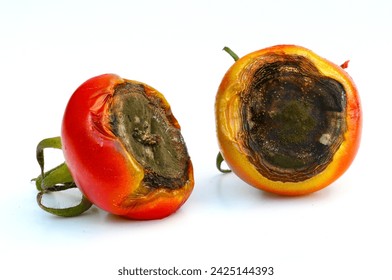 Tomato fruit affected by Blackened Fruit End - due to blossom end rot, which signals a calcium deficiency. Uneven watering practices, nitrogen, and temperature fluctuations are contributing factors.