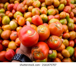 Tomato Fruit Cracks Caused By Excess Water And Growing Media That Does Not Store Water