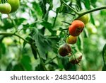 Tomato fruits affected by blossom end rot caused by calcium deficiency.