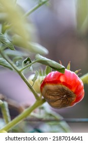 Tomato Fruits Affected By Blossom End Rot