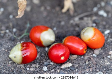 Tomato Fruits Affected By Blossom End Rot