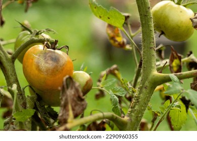 Tomato Fungal Disease Phytophthora with Brown spot. Tomatoes Harvest Problem. Diseased Green Tomatoes.