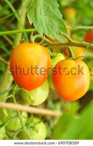 Similar – Rote Tomate und gelbe Tomate