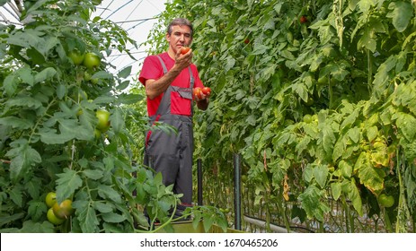 Tomato Grower In Greenhouse Holding Fresh Tomato In Hands - Greenhouse Farming. Farmer Picking Tomatoes. Vegetable Growing. Portrait Of A Man At Work In Greenhouse. 