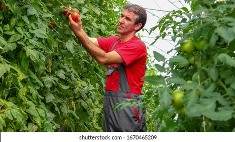 Tomato Grower In Polytunnel Harvesting Ripe Tomatoes - Greenhouse Farming. Farmer Checking Tomato Quality. Portrait Of A Man At Work In Greenhouse. Vegetable Growing. 