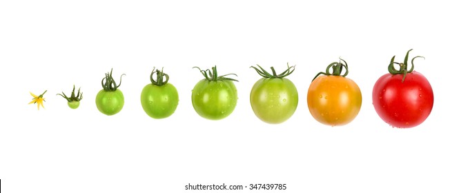 tomato growing evolution progress set isolated on white background - Powered by Shutterstock