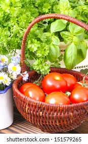 Tomato Harvest