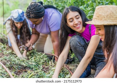 Tomato Harvest Farm Agriculture With Hand. Springtime With Latin Venezuelan Cuban And Moroccan