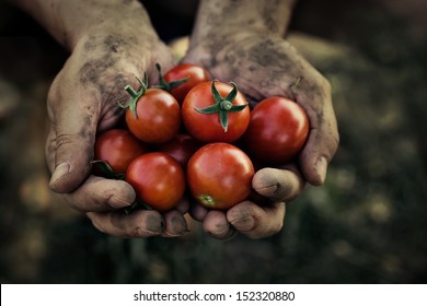 Tomato harvest. Farmers hands with freshly harvested tomatoes.