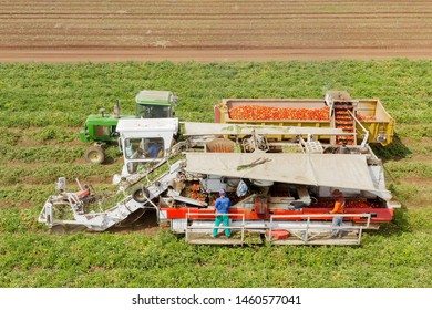 Tomato harvester loading a trailer with fresh ripe Red Tomatoes, Top down aerial image.