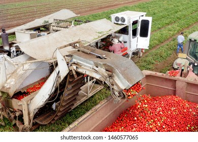 Tomato harvester loading a trailer with fresh ripe Red Tomatoes, Top down aerial image.