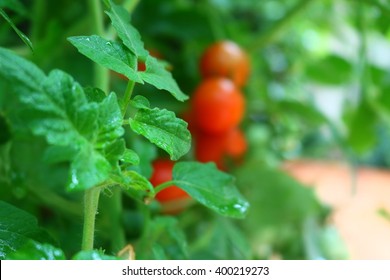 Tomato - Homemade Cherry Tomatoes Plantation With Dew