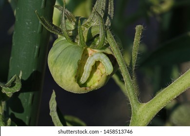 Tomato Horn Worm Larva Of The Five Spotted Hawk Moth Latin Manduca Quinquemaculata Excavating A Green Tomato In Summer In Italy