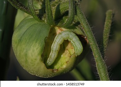 Tomato Horn Worm Larva Of The Five Spotted Hawk Moth Latin Manduca Quinquemaculata Excavating A Green Tomato In Summer In Italy