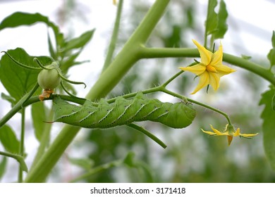 Tomato Hornworm