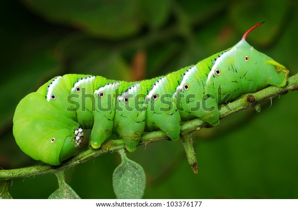 Tomato Hornworm Eating Tomato Plant Stock Photo 103376177 | Shutterstock