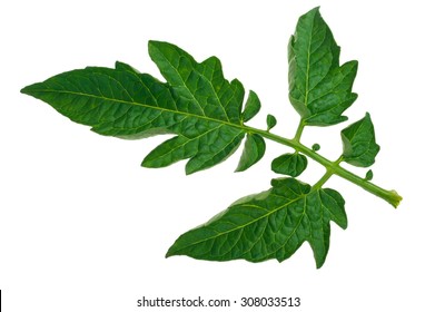 Tomato Leaf