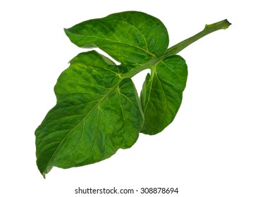 Tomato Leaf