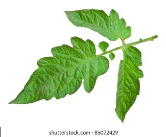 Tomato Leaf