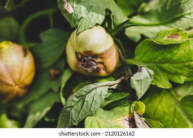 Tomato With Leaf Blight, Illness Symptoms, Brown Rot