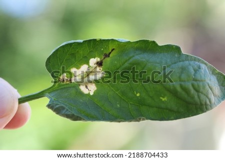 Tomato leaf infestation. Mining between upper and lower leaf surface by Tuta absoluta resulting in clear patches often filled with frass.