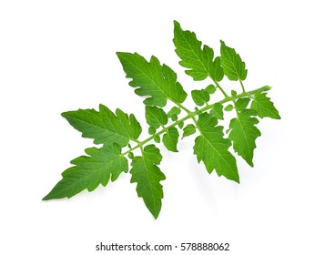 Tomato Leaf Isolated On White Background