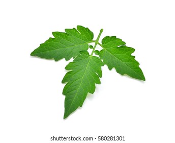 Tomato Leaf Isolated On White Background