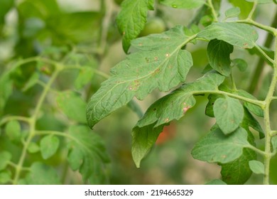 Tomato Leaf Spot Disease Infected On Green Leaf.