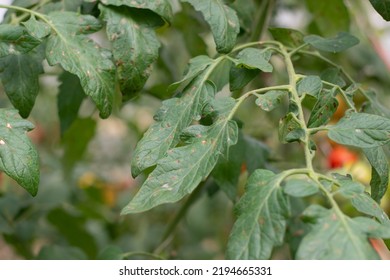 Tomato Leaf Spot Disease Infected On Green Leaf.