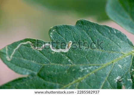 Tomato leafminer, Tomato pinworm,Tuta​ absoluta​